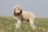 LAGOTTO 112